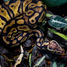 Королевский питон Pastel different breeder, S-M (Германия)