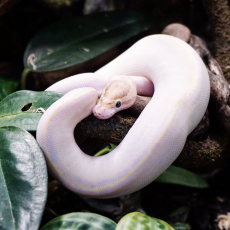 Королевский питон (Ivory) S