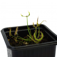Росянка (Drosera Binata)