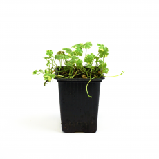Гидрокотила (Hydrocotyle Sibthorpioides Variegata)