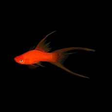Меченосец красный вилочный L (Xiphophorus hellerii)