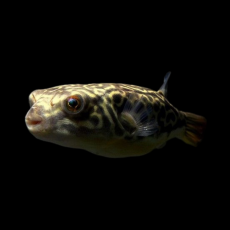 Тетрадон горбатый палембанг (Tetraodon palembangensis)