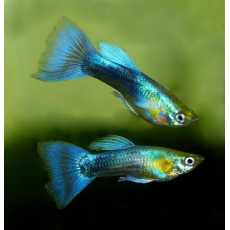 Гуппи Бирюзовые синехвостые (самцы) (Poecilia reticulata)