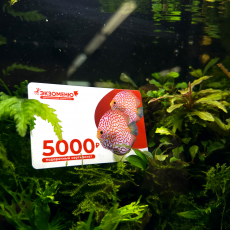 Подарочный сертификат на 5000 рублей