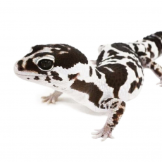 Гемитеконикс  oreo white Stripe XXl