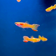 Гуппи Эндлера кобра золотая (самцы) (Poecilia wingei)