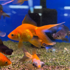 Золотая рыбка Риукин красный (SM) (Carassius auratus)