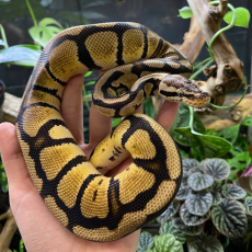 Королевский питон Pastel het dg, S-M (Германия)