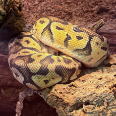 Королевский питон Super Pastel L самка