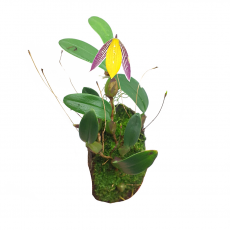 Орхидея (Bulbophyllum Bolsteri) S