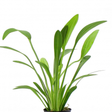 Сагиттария широколистная (в горшочке) (Sagittaria platyphylla)