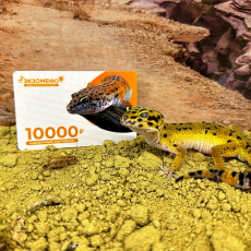 Подарочный сертификат на 10000 рублей