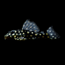 Сом гипанциструс Инспектор L201 (Hypancistrus sp. L201)