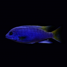 Псевдотрофеус Ацей Лювала Риф (Pseudotropheus spec. acei Luwala Reef)