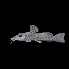 Сом жираф (Auchenoglanis occidentalis)