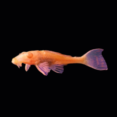 Сом Плекостомус альбинос (S) (Hypostomus plecostomus var.)
