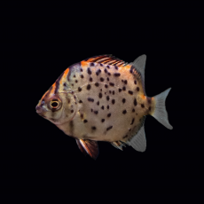 Скатофагус красный (Scatophagus rubrifrons)