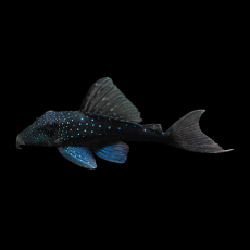 Сом хемианциструс Голубой фантом L-128 (Hemiancistrus sp.)