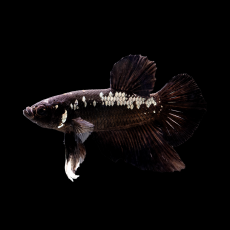 Петушок плакат Самурай (самец) (Betta splendens)