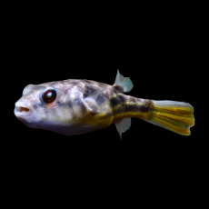 Тетрадон фахака (S) (Tetraodon lineatus)