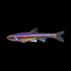 Нотропсис радужный (Notropis chrosomus)