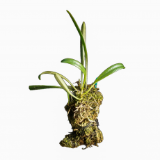 Орхидея (Masdevallia Herradurae S)