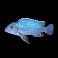 Псевдотрофеус зебра голубая Cobalt Blue S (Maylandia callainos Cobalt Blue)