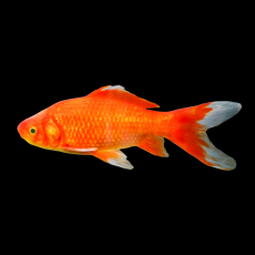 Карась красный L (Carassius auratus)