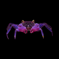 Краб вампир красноклешневый (самцы) (Geosesarma dennerle)