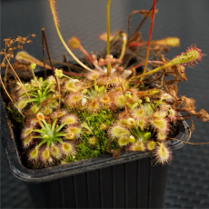 Росянка (Drosera Pulchella x Nitidula)