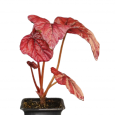 Бегония (Begonia Indian Summer)
