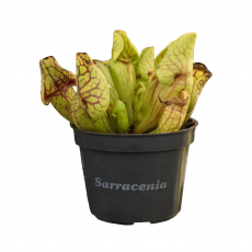 Саррацения (Sarracenia Venosa Purpurea Hybryd)
