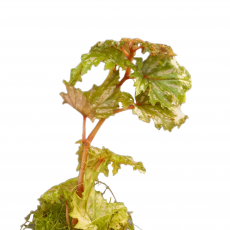 Бегония (Begonia Serratipetala)