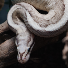 Королевский питон Vanilla Cream XL самка
