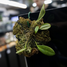 Орхидея (Pleurothallis Janetiae)