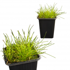 Элеохарис (Eleocharis Mini)