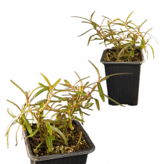 Гигрофила (Hygrophila araguaia)