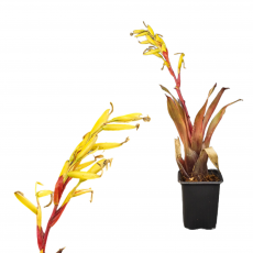 Вриезия (vriesea sp)