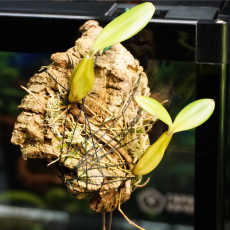 Орхидея (Bulbophyllum Falcatum), S