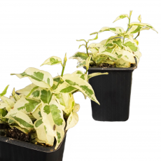 Фикус (Ficus Sagittata Variegata)