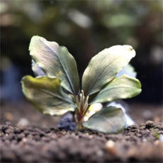 Буцефаландра Роял Ред (ветка) (Bucephalandra sp. Royal Red )