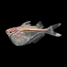 Клинобрюшка платиновая (Thoracocharax securis)