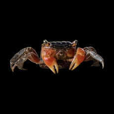 Краб мангровый (Pseudosesarma moeshi sp.)