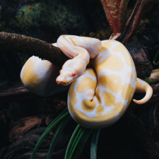 Королевский питон Albino 66%  het Pied