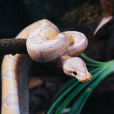 Королевский питон (Banana Enchi Black pastel)