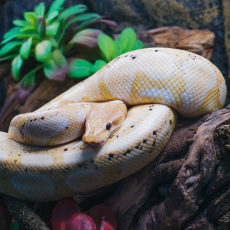 Королевский питон (Banana), L