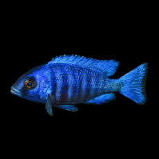 Плацидохромис фенохилус Танзания (Placidochromis phenochilus Tanzania)