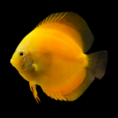 Дискус Мальборо (S) (Symphysodon aequifasciatus)