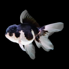 Золотая рыбка Оранда панда (L) (Carassius auratus var.)