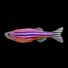 Данио рерио GLO вишневый